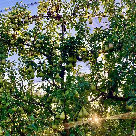 Palazzo Minelli Sala Bolognese