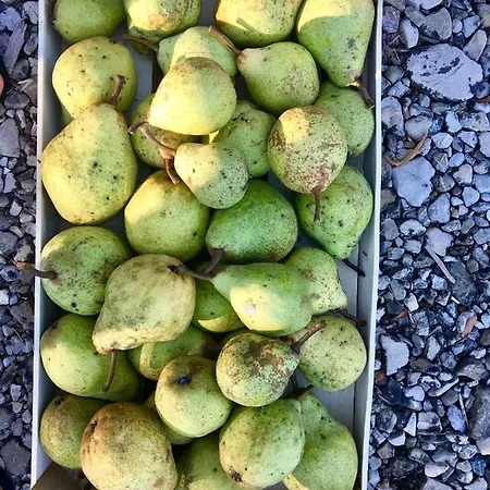 Farmház Palazzo Minelli Sala Bolognese