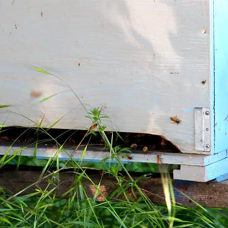 Palazzo Minelli Farmház *