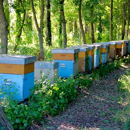 Farmház Palazzo Minelli