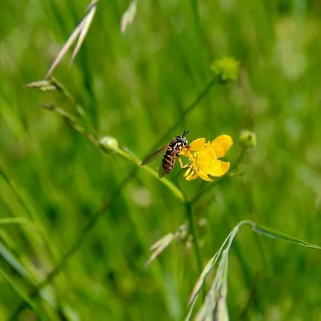 Palazzo Minelli Farmház