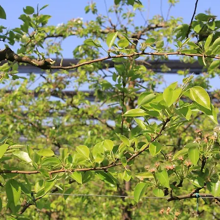 Farmház Palazzo Minelli *