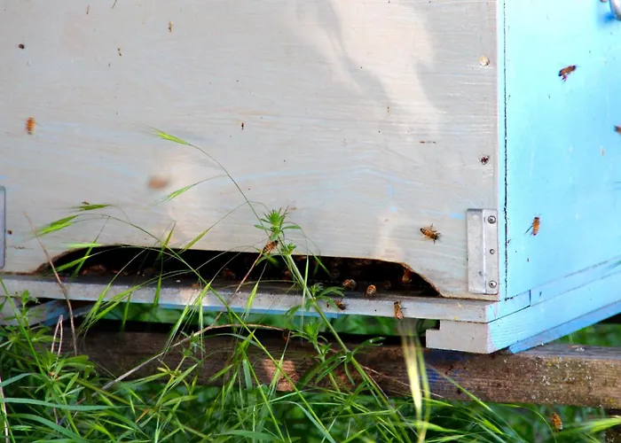 Palazzo Minelli مزرعة للإقامة *