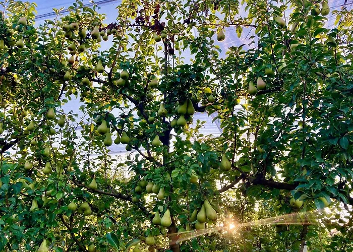 Palazzo Minelli Sala Bolognese