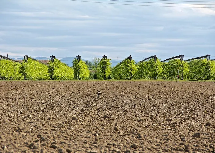 米内利广场酒店 农家乐